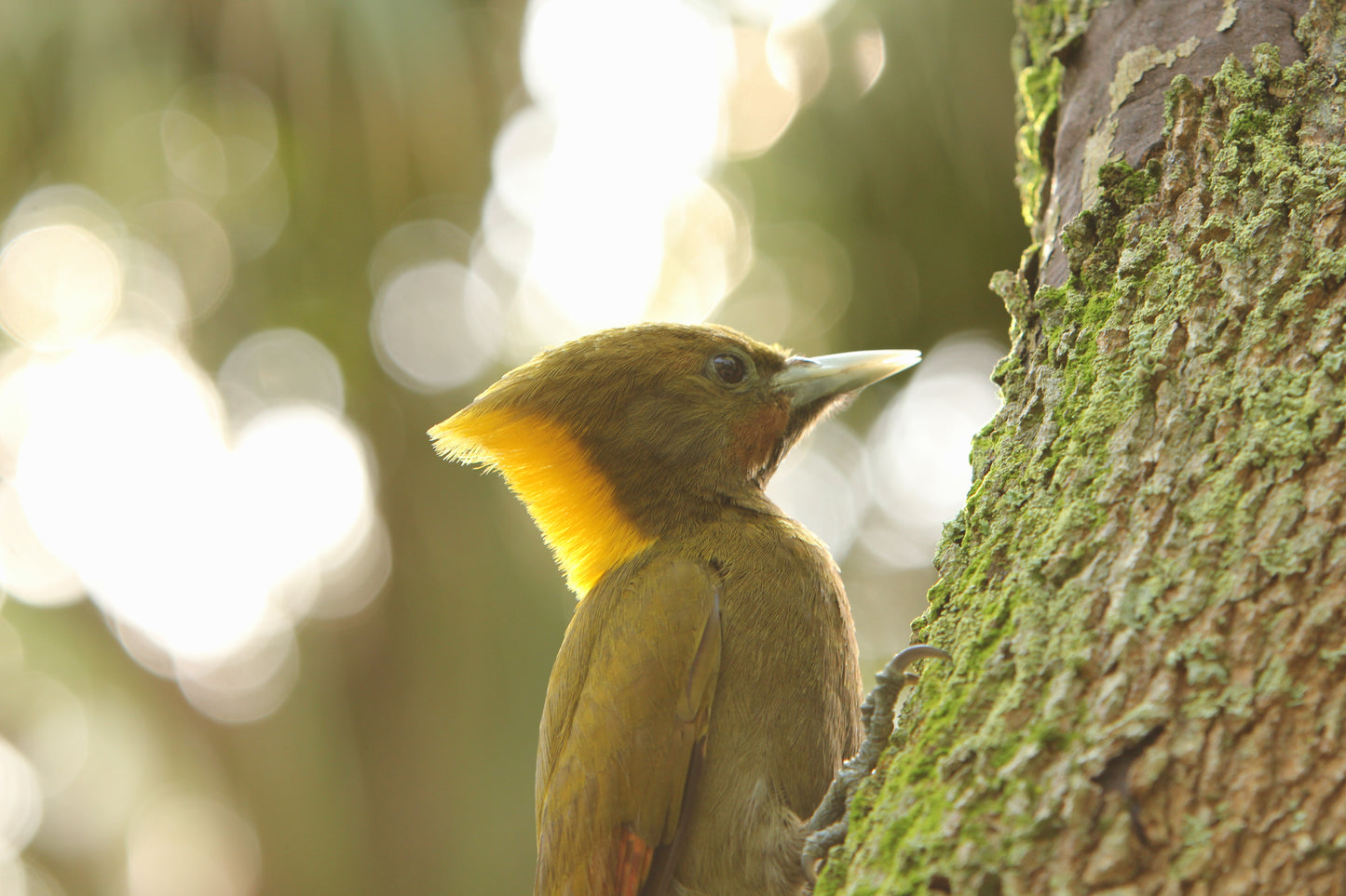 GREATER YELLOWNAPE