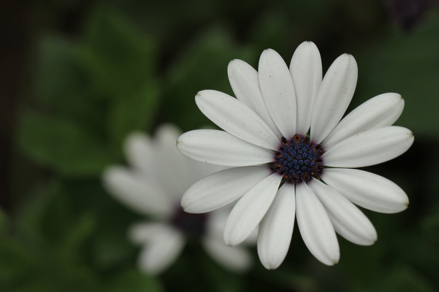 CAPE MARGUERITE