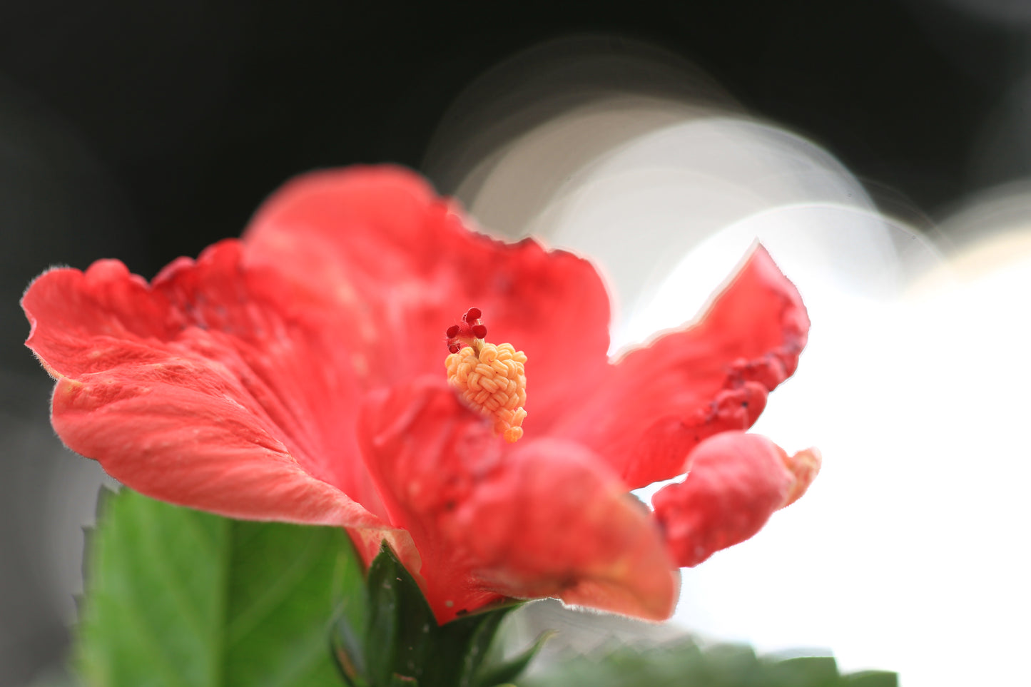 ORANGE PINK HIBISCUS